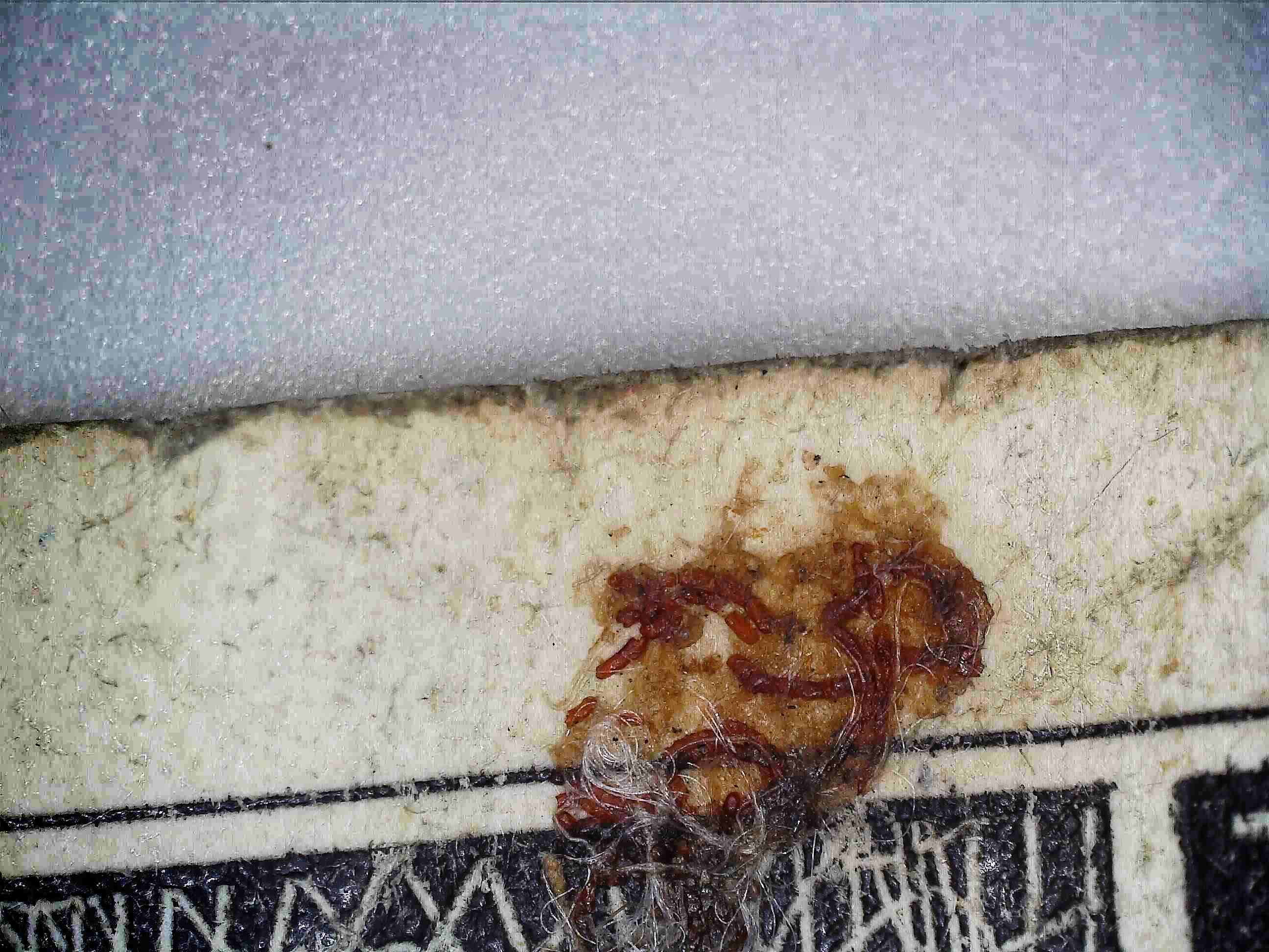 1-Dollar-Bill...syrup,-Damage?
